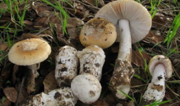 吃瓜爆料黑料蘑菇视频大全,吃瓜爆料，蘑菇视频大全大揭秘