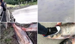 捞鱼视频,揭秘水下生态奇观